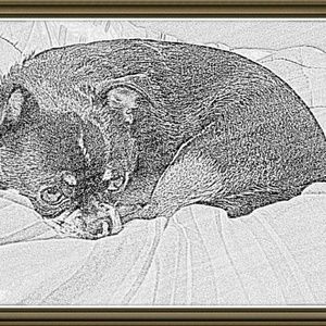 Meet your Posher, James